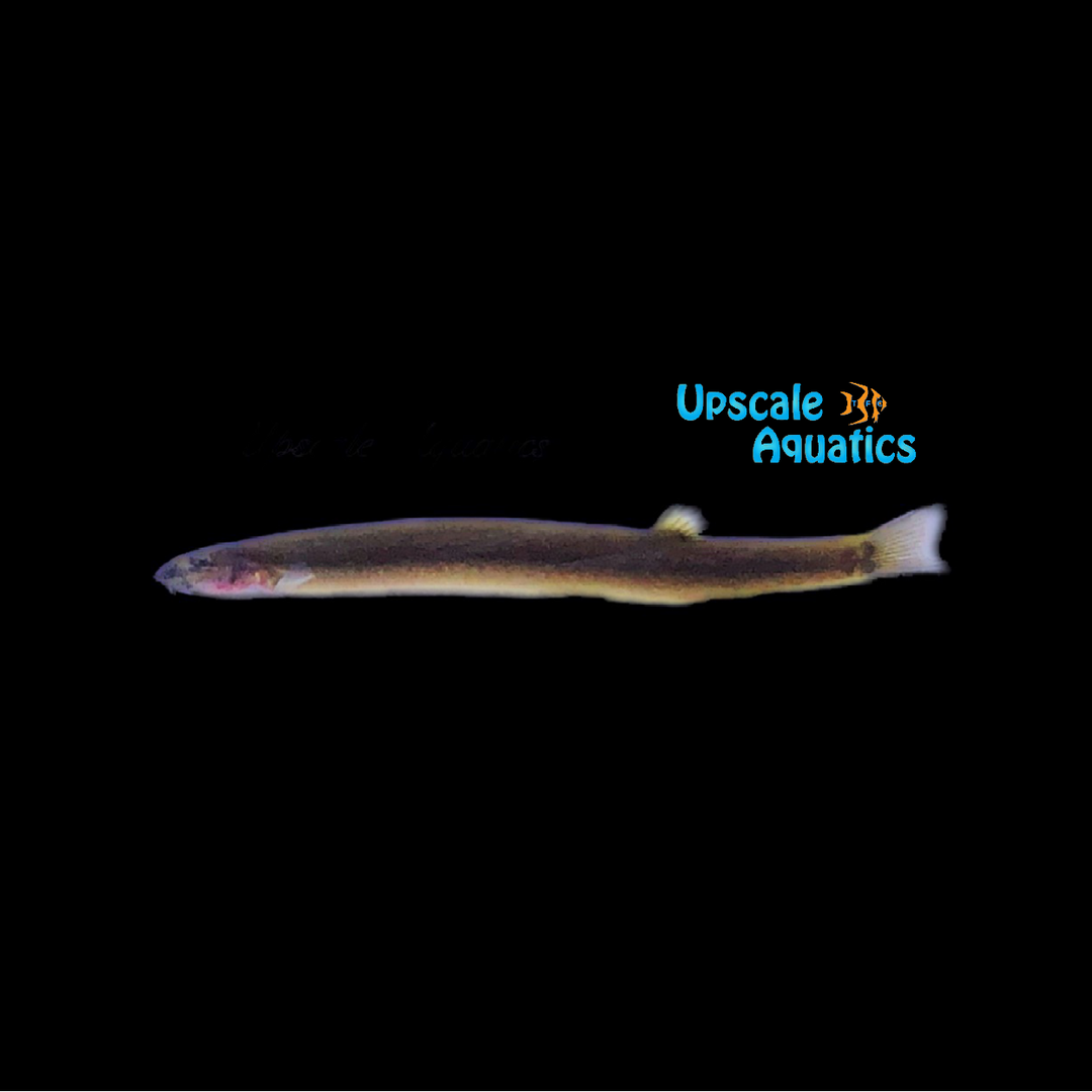 Black Kuhli Loach (Pangio oblonga)