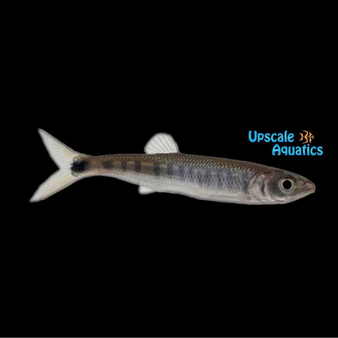 Coppernose Barb (Opsaridium 'Raiamas' christyi)
