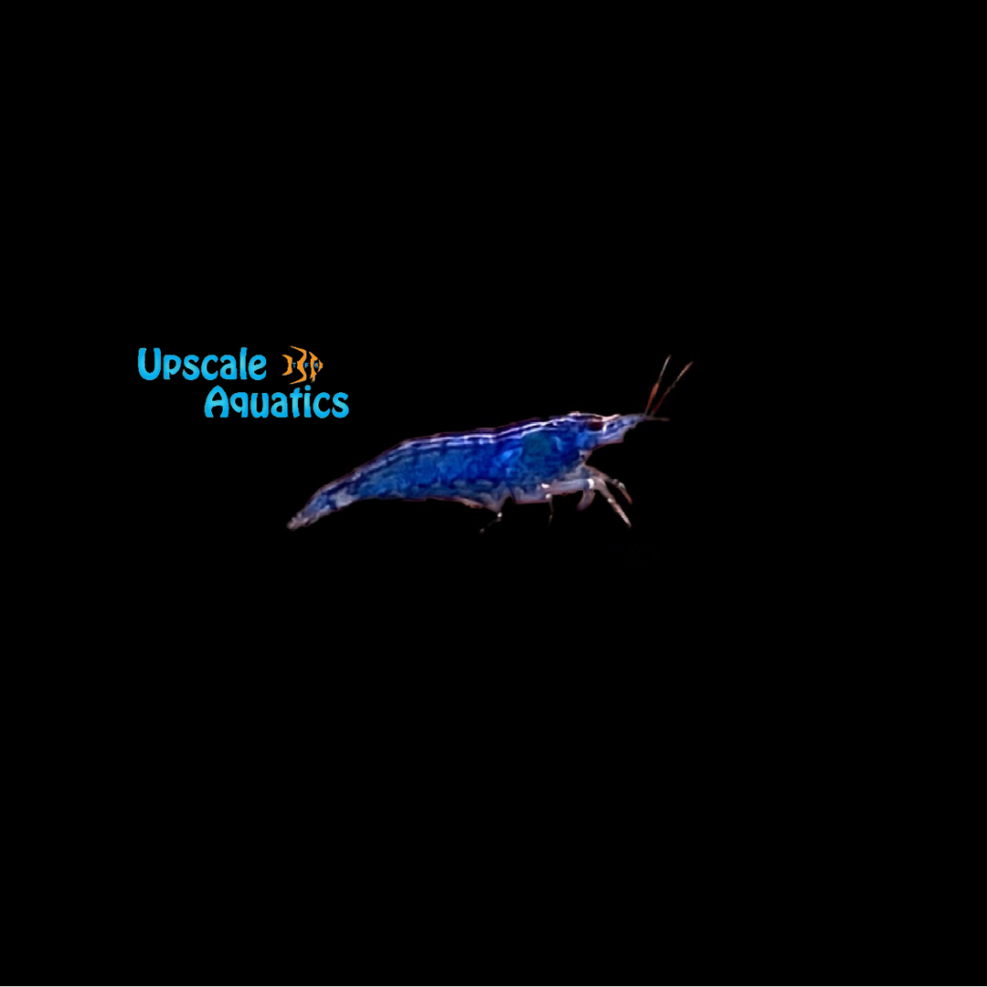 Blue Velvet Shrimp (Neocaridina davidi)