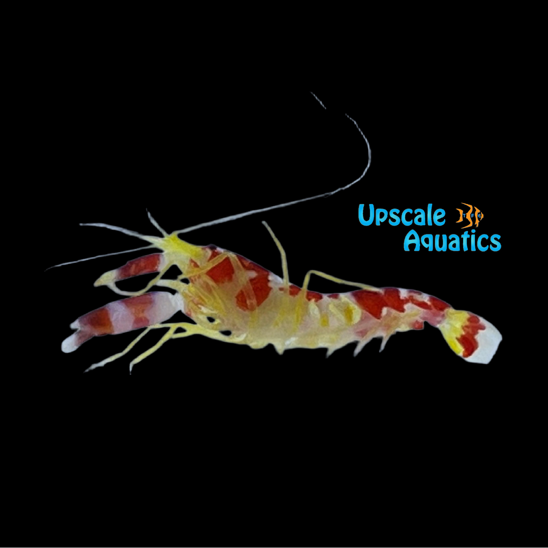 Randall's Pistol Shrimp (Alpheus randalli)