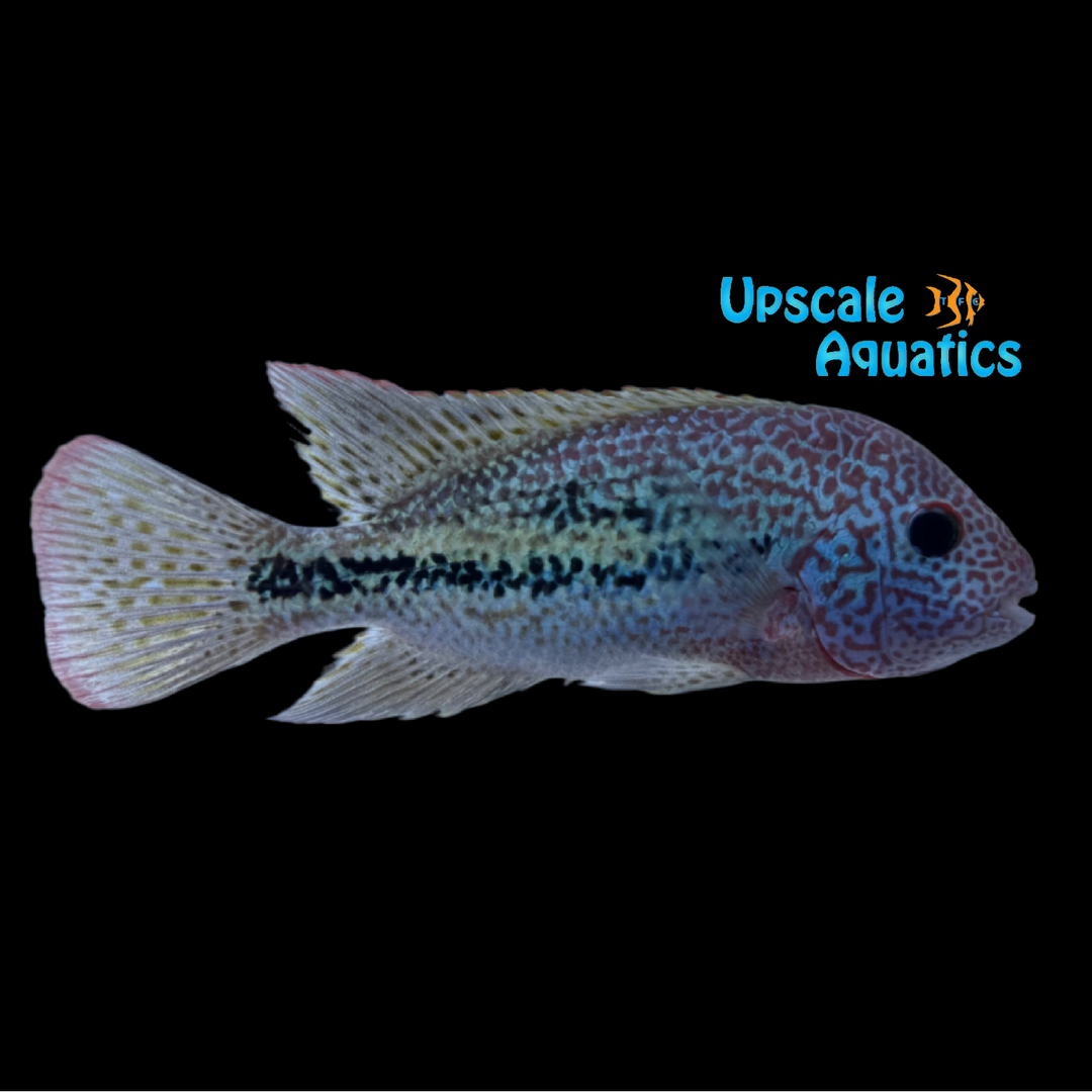 Red Spotted Guttulatus Cichlid (Vieja guttulata x)