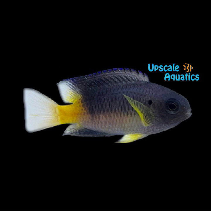 Goldbelly Damsel (Pomacentrus auriventris)