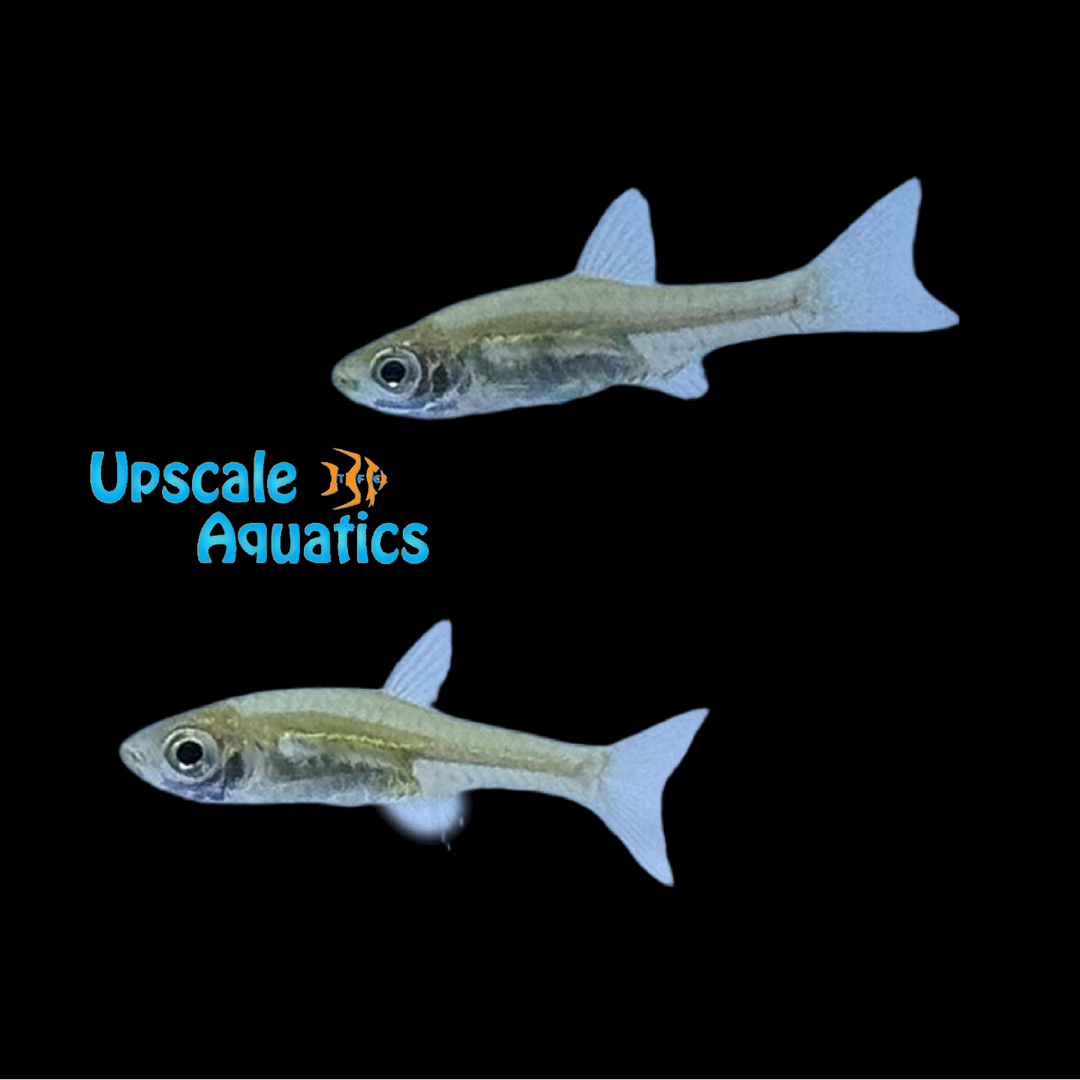 Green Carplet Rasbora (Horadandia atukorali)