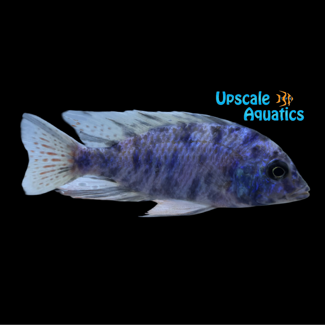 OB Blue Dolphin Cichlid (Cyrtocara moorii ob)