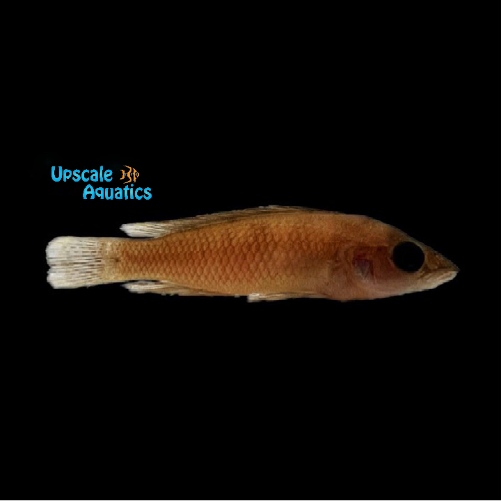 Black Leleupi (Neolamprologus leleupi 'Kavala' Black)