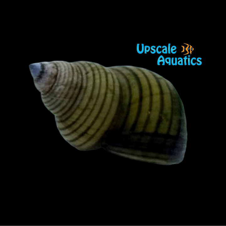 Striped Wizard Snail (Filopaludina sumatrensis)