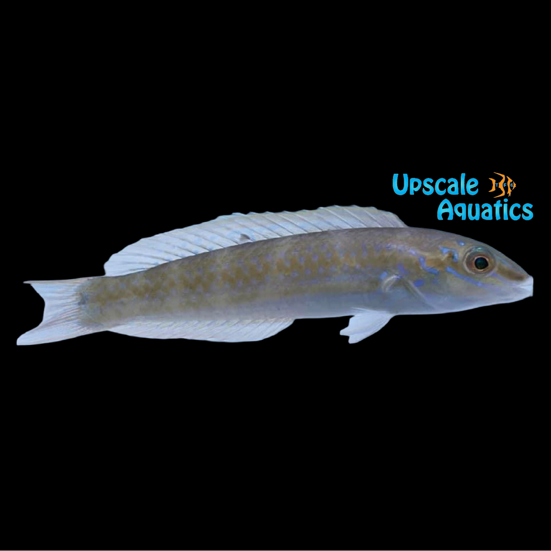 Greenband Wrasse (Halichoeres bathyphilus)
