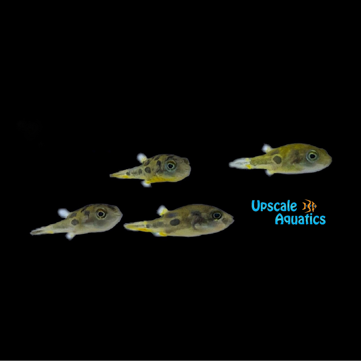 Indian Dwarf 'BB' Puffer (Carinotetraodon travancoricus)