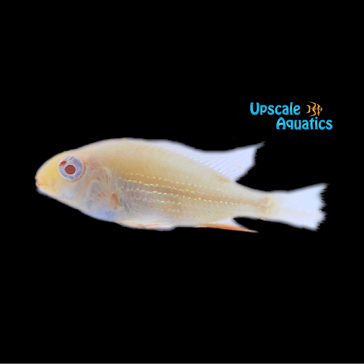 Albino Heckelii Cichlid (Acarichthys heckelii albino)
