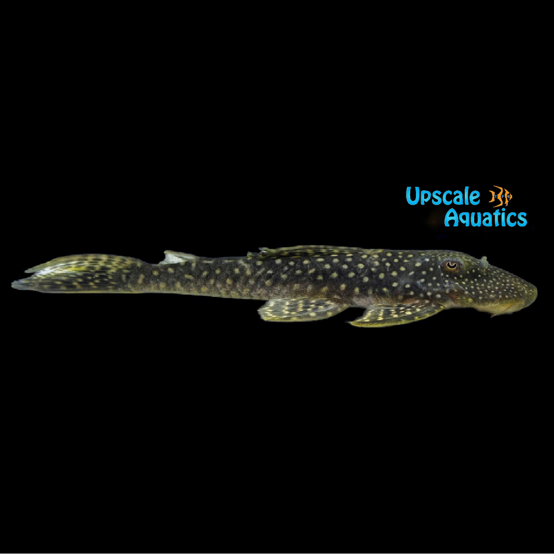 Black Phantom Pleco L476 (Hemiancistrus sp. L476)