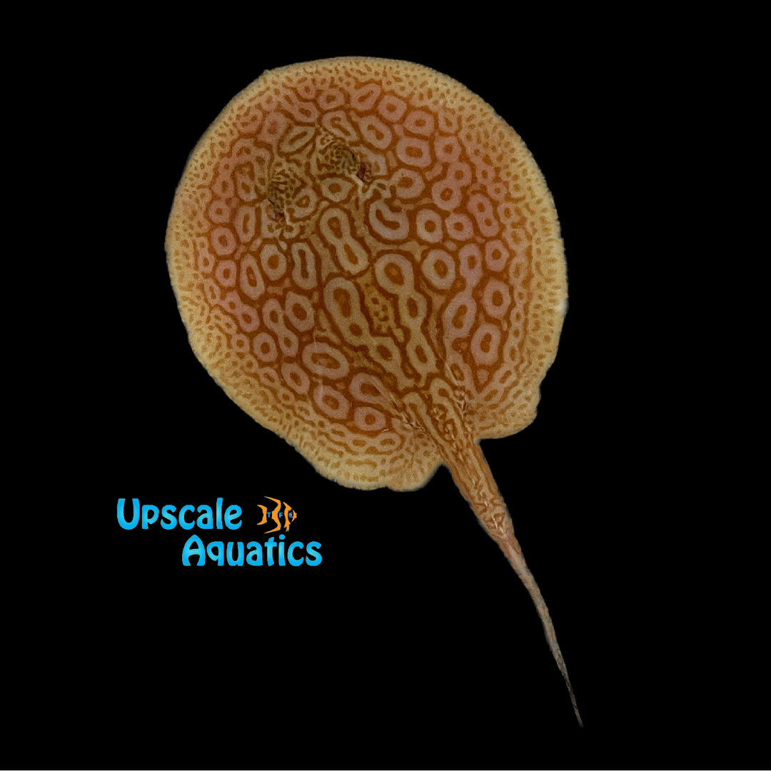 Albino Pearl Stingray (Potamotrygon jabuti albino)