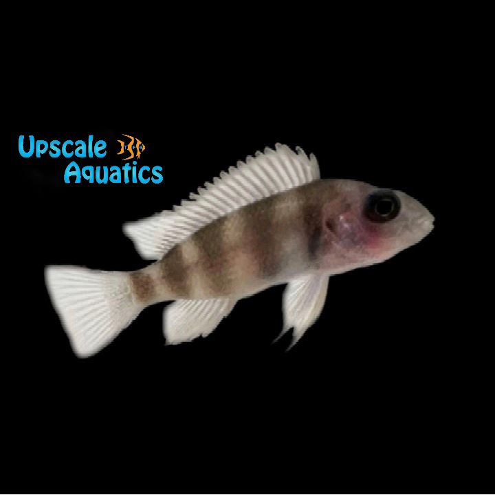 Kapampa Frontosa (Cyphotilapia gibberosa 'Kapampa')