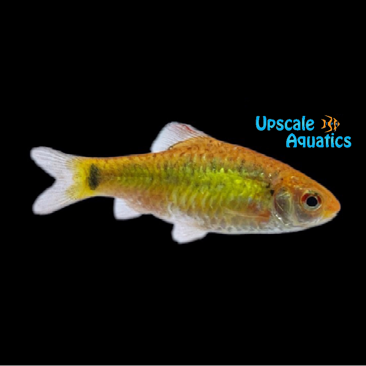 Gold Barb (Barbodes semifasciolatus)