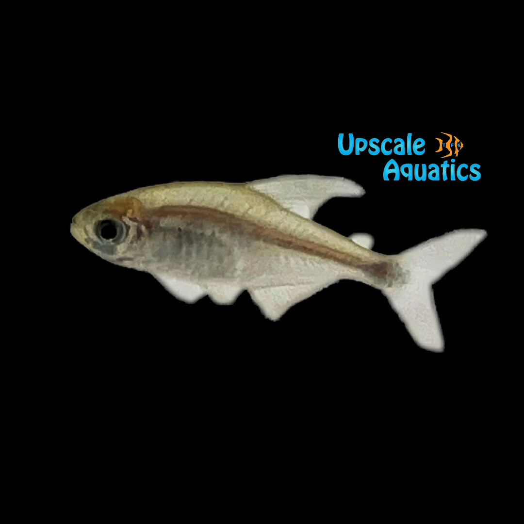 Reed Tetra (Hyphessobrycon elachys)