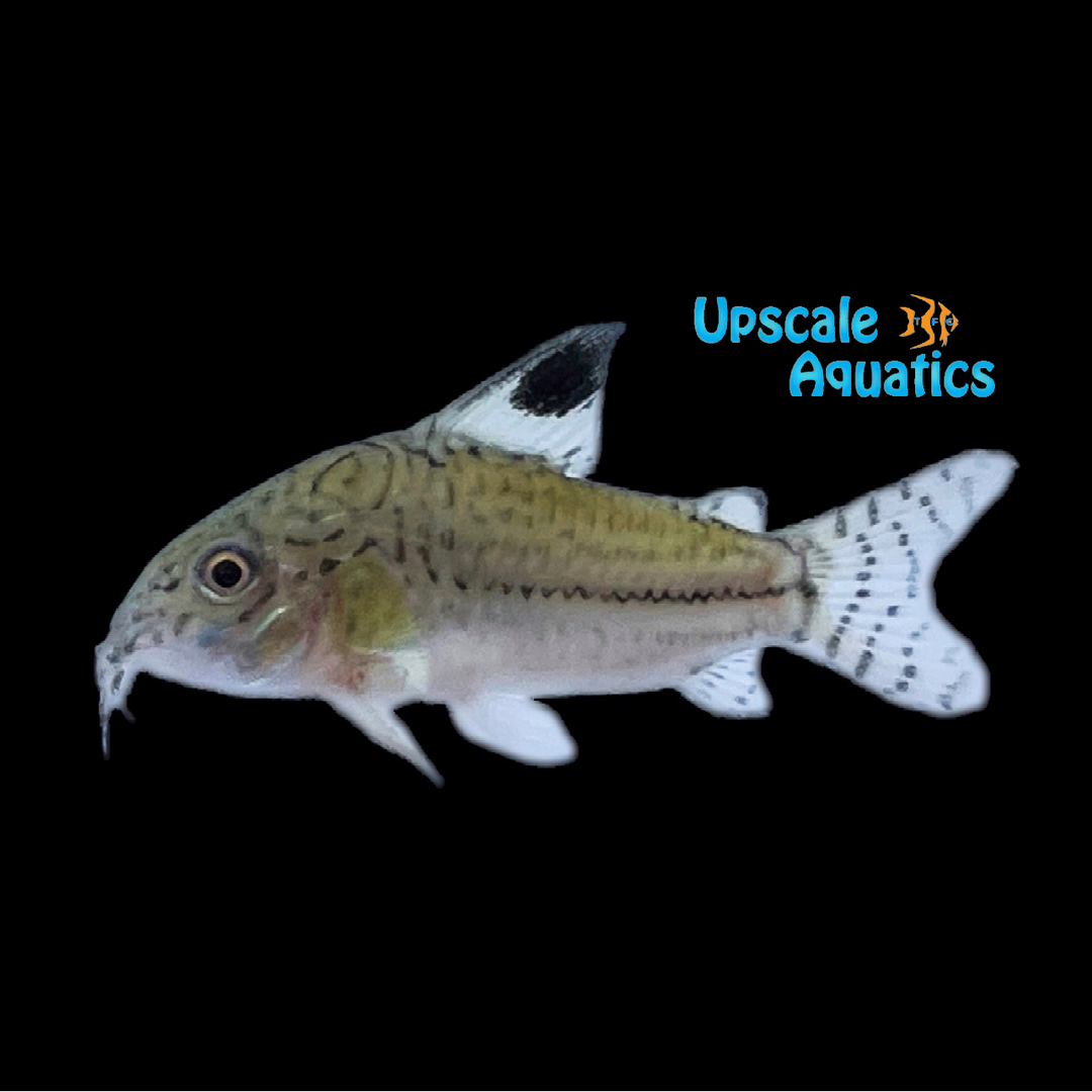 Julii Cory (Corydoras julii)