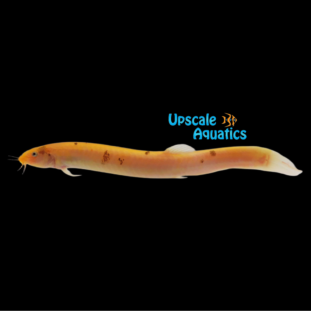 Piebald Dojo Loach (Misgurnus anguillicaudatus piebald)