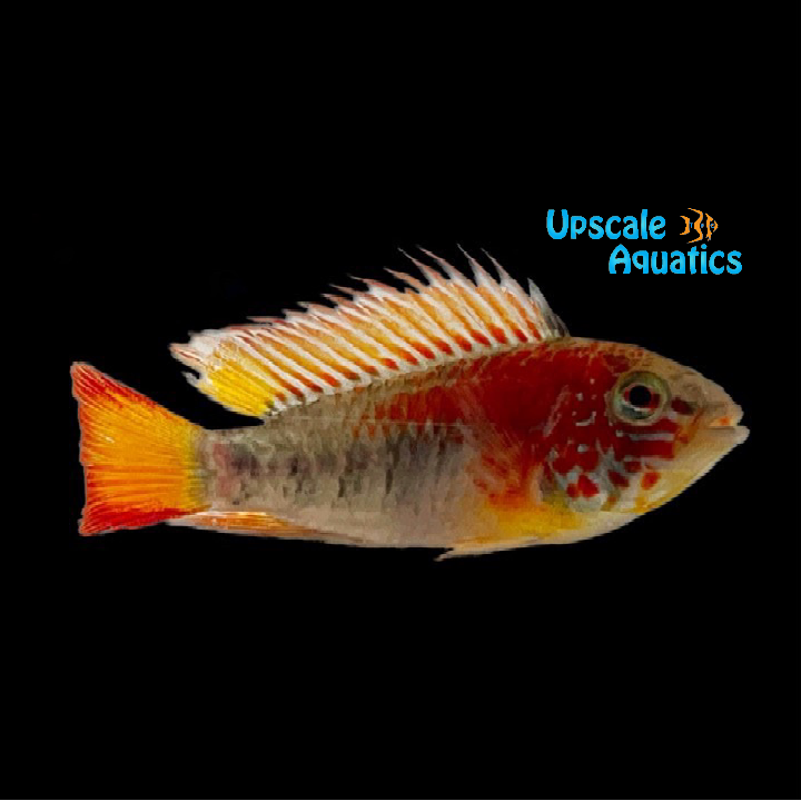 Apisto. Macmasteri 'Ashaninka' Extreme Red (Apistogramma macmasteri 'ashaninka')