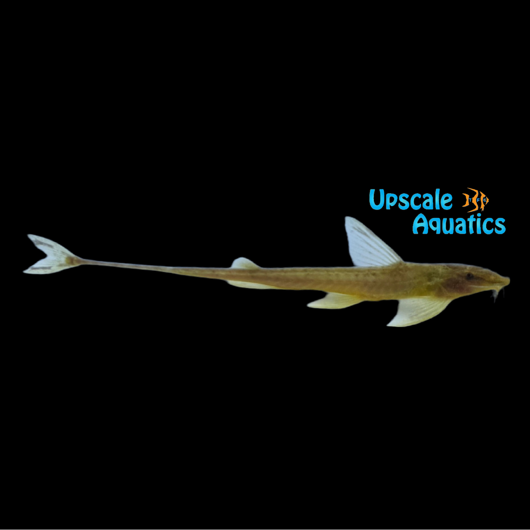African Whiptail Catfish (Phractura ansorgii)