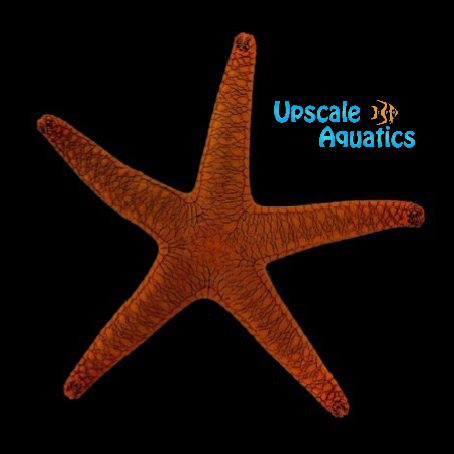 Marbled Fromia Starfish (Fromia sp.)