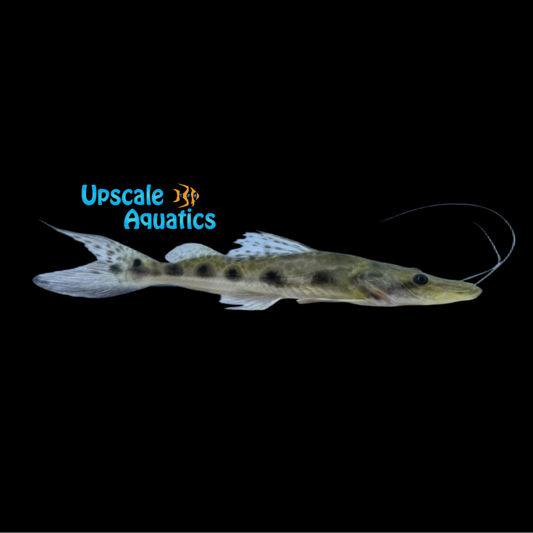 Porthole Shovelnose Catfish (Hemisorubim platyrhynchos)