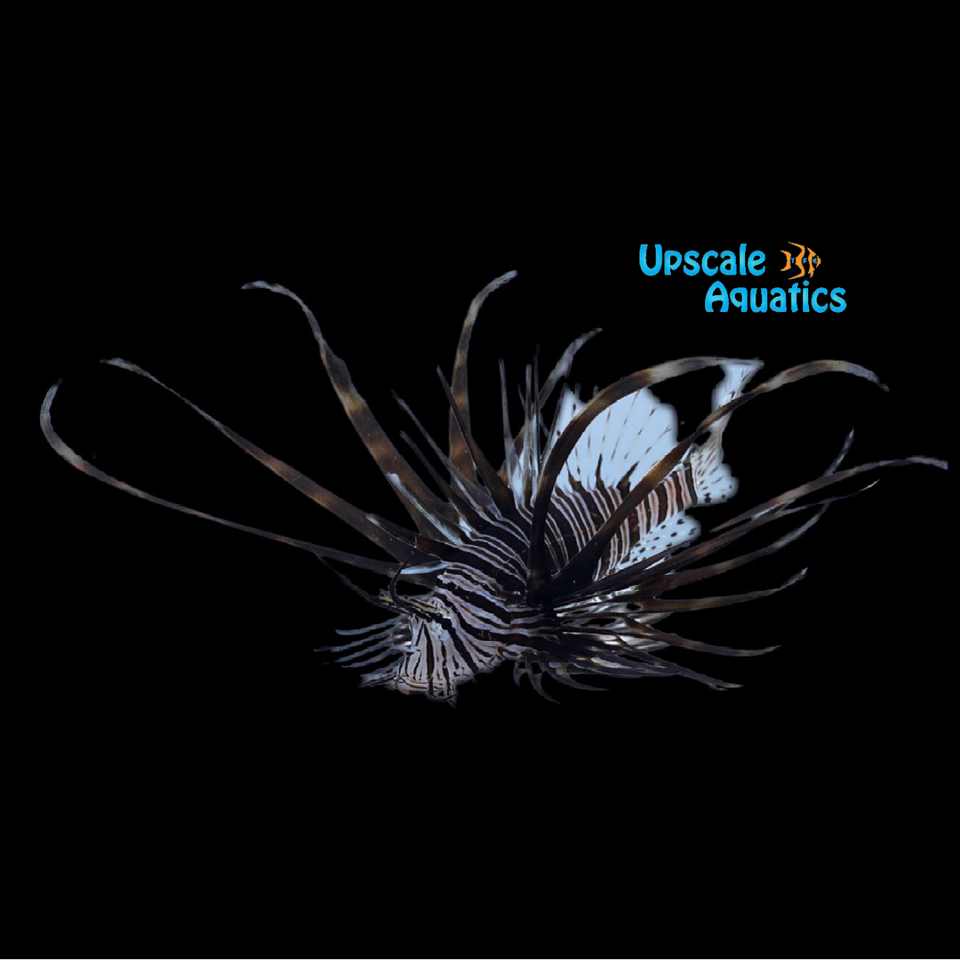 Black Volitan Lionfish (Pterois volitans)