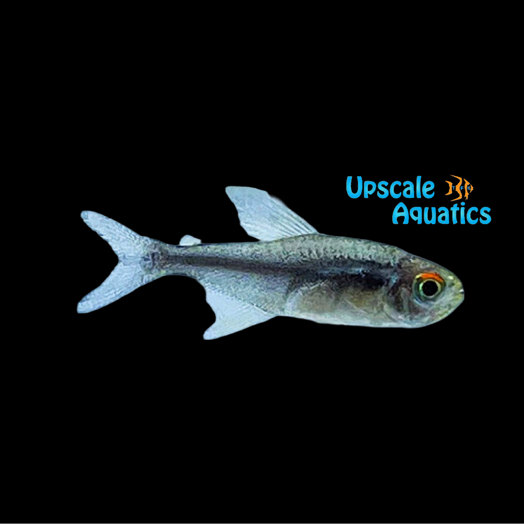 Diamond Black Neon Tetra ( Hyphessobrycon herbertaxelrodi var)