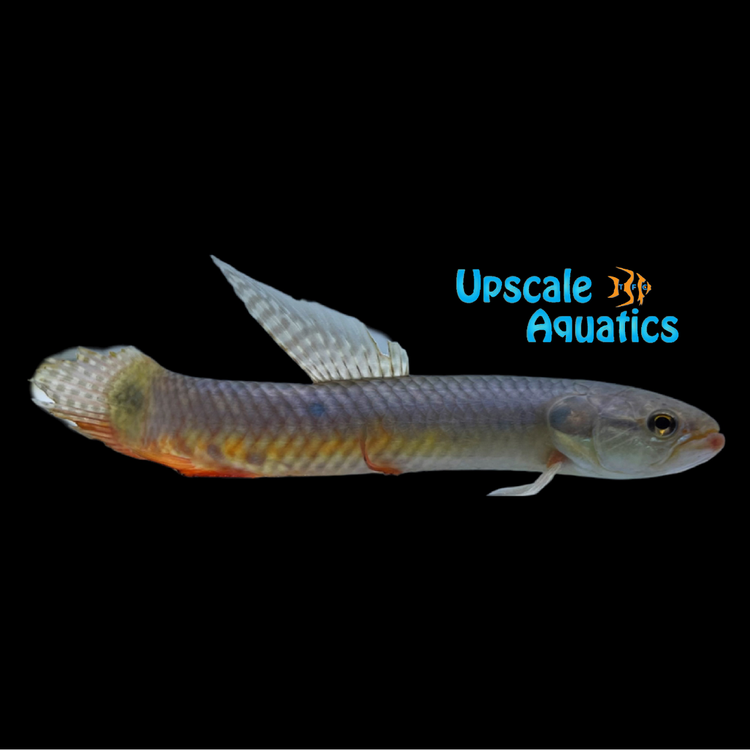 Fire Belly Wolf Fish (Erythrinus sp. Madre de Dios)
