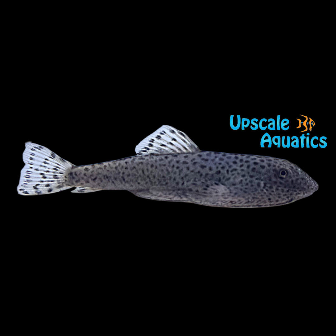 Spotted Chinese Butterfly Hillstream Loach (Beaufortia kweichowensis)