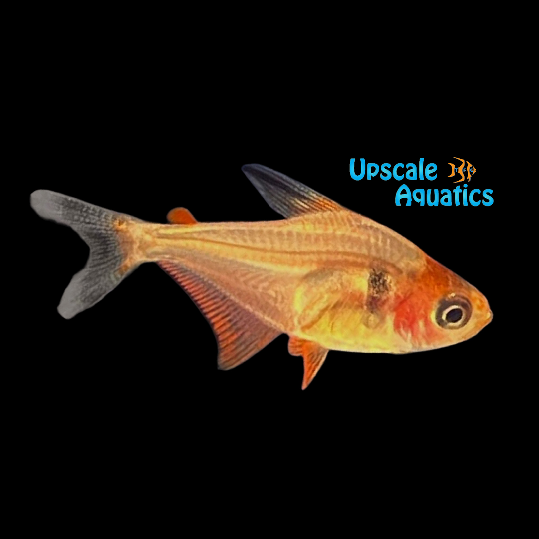 Pantanal Dwarf Serpae Tetra (Megalamphodus sp. Pantanal)