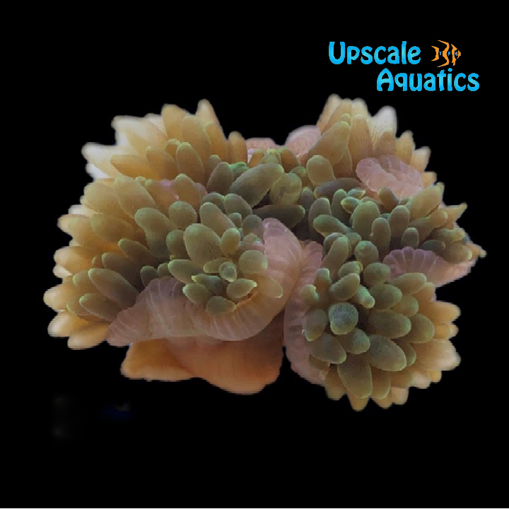 Green Bubble Tip Anemone (Entacmaea quadricolor)
