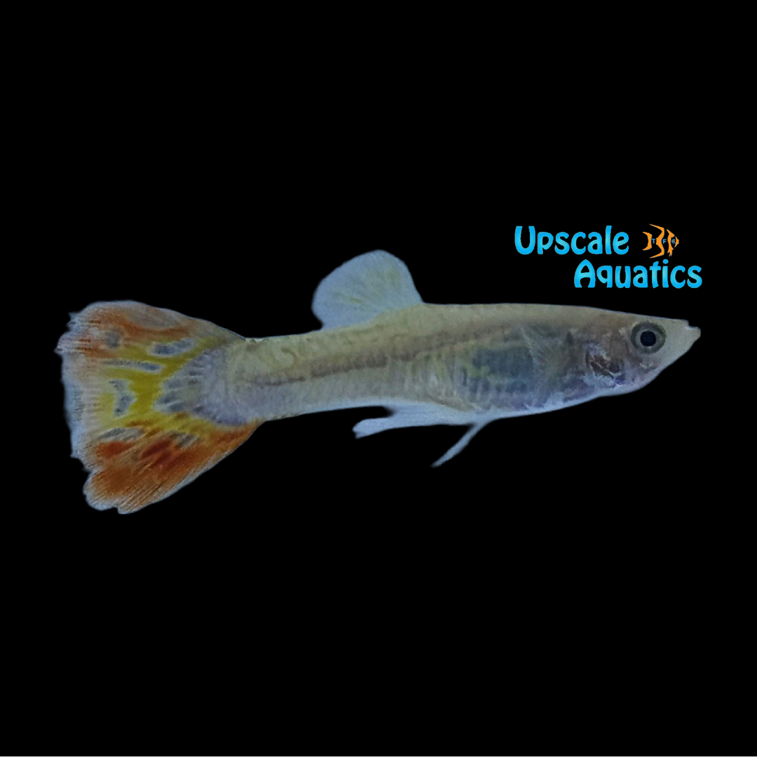 Pineapple Cobra Guppy (Poecilia reticulata)