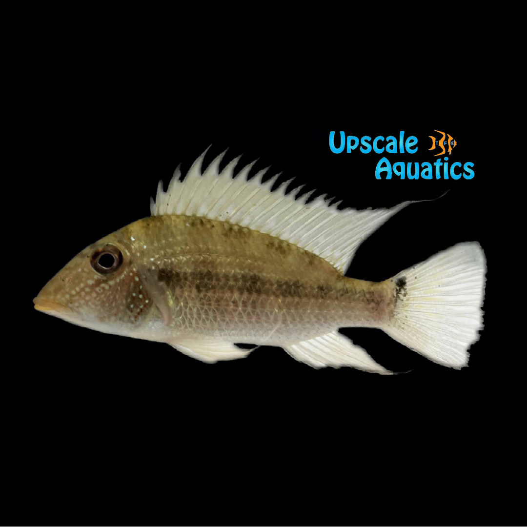 Fine Spotted Eartheater (Satanoperca mapiritensis)