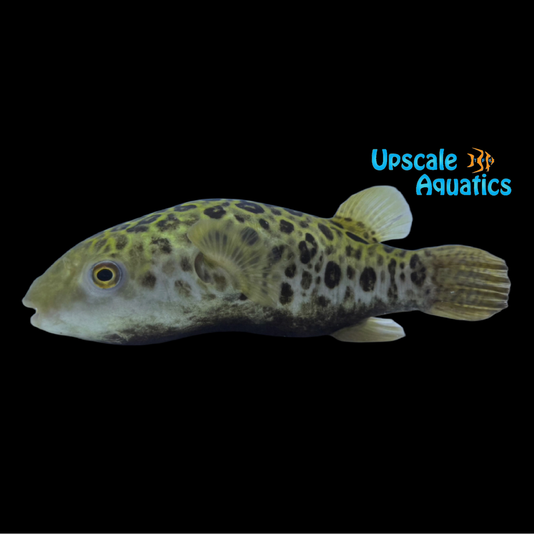 Saba Puffer (Dichotomyctere sabahensis)