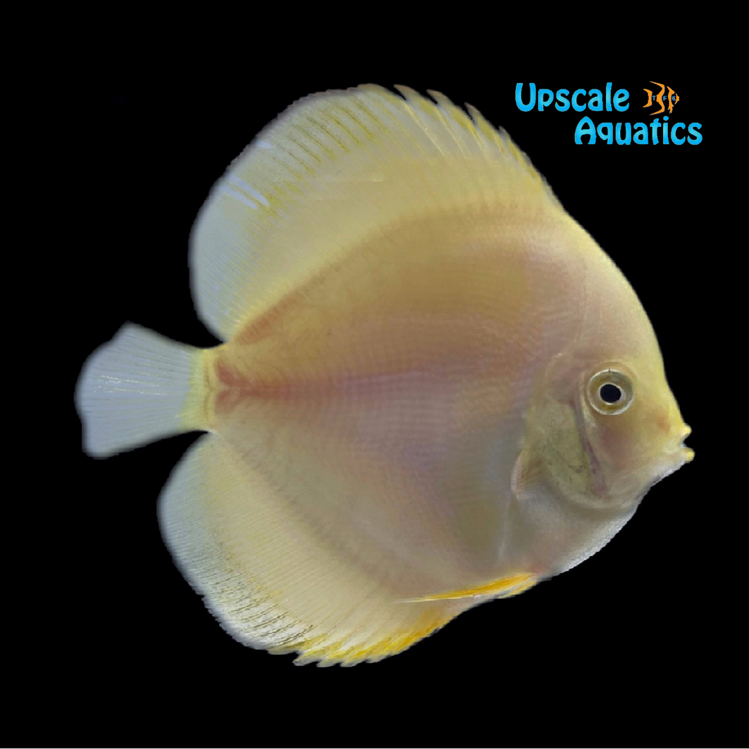 Yellow Melon Discus (Symphysodon aequifasciatus)