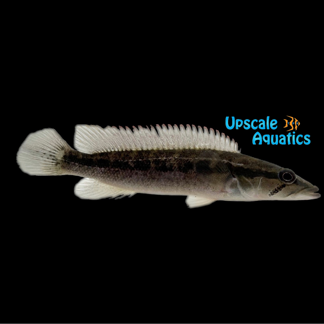 Iguassu Biglip Pike Cichlid (Crenicichla iguassuensis)