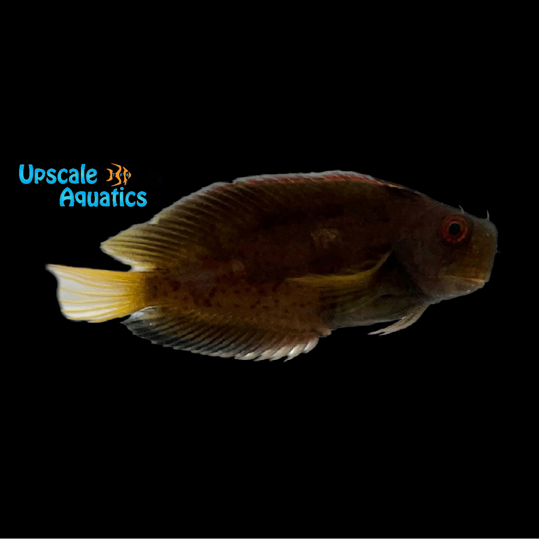 Yellowtail Sailfin Blenny (Atrosalarias fuscus)