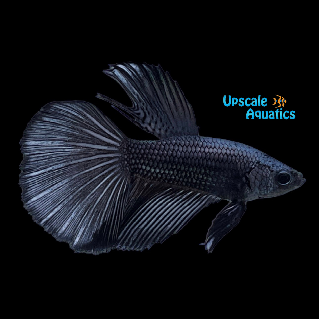 Black Orchid Halfmoon Betta - Male (Betta splendens)
