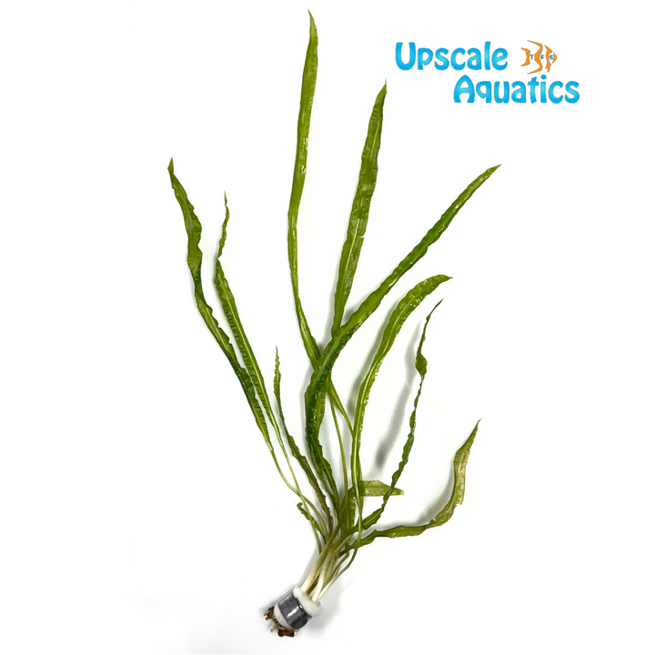Cryptocoryne Balansae