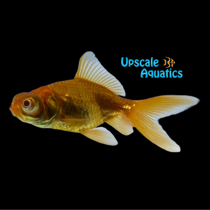 Albino Moor Goldfish (Carassius auratus)
