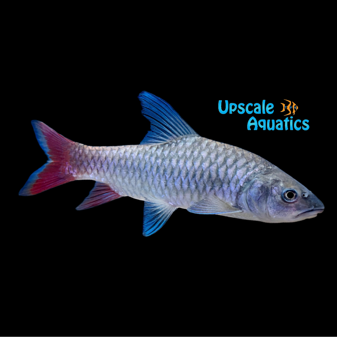 African Rainbow Mahseer (Labeobarbus malagarisi)