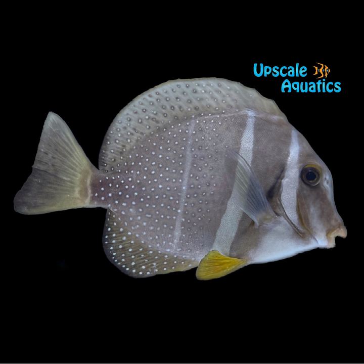 Mustard Tang (Acanthurus guttatus)