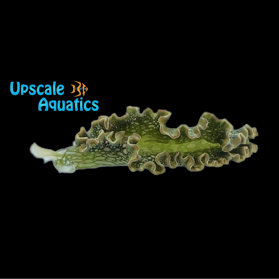 Lettuce Nudibranch (Elysia crispata)