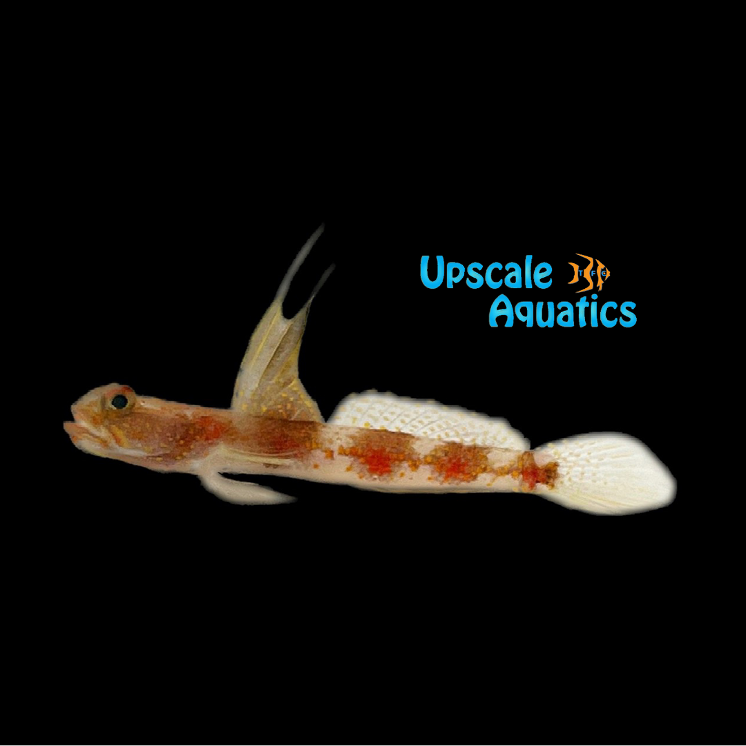 Janet's Shrimp Goby (Tomiyamichthys eyreae)
