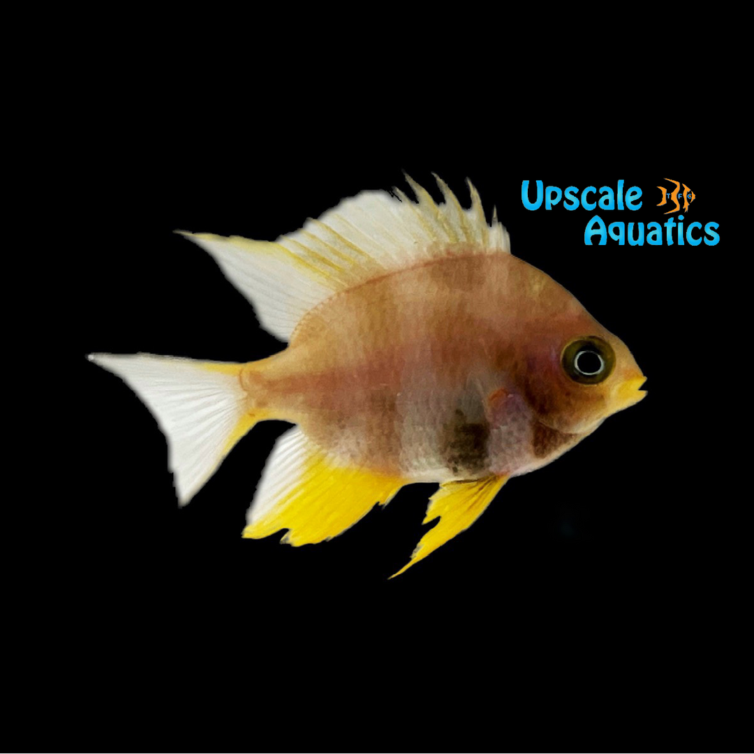 Golden Damsel (Amblyglyphidodon aureus)