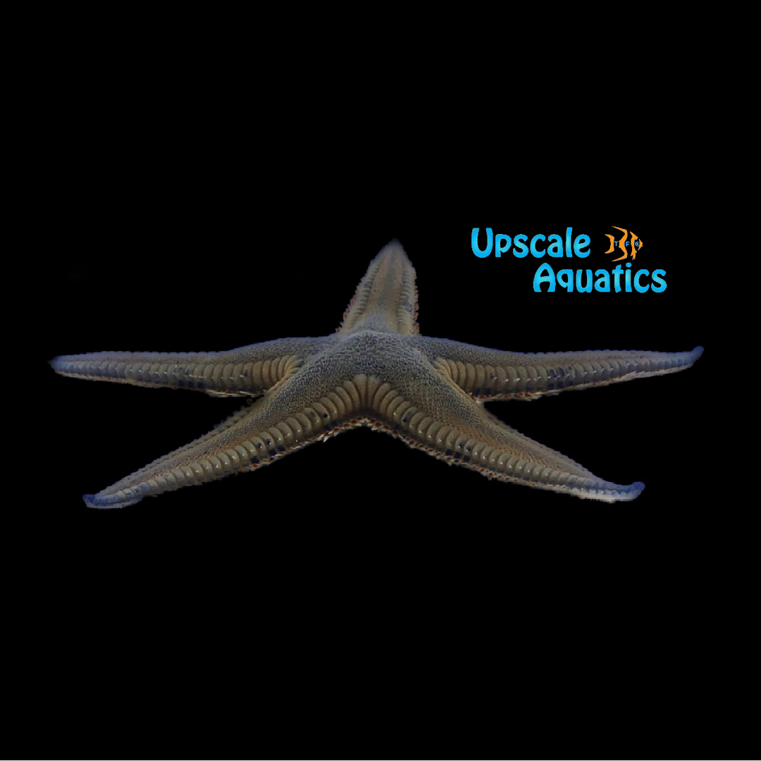 Caribbean Sand Sifting Starfish (Astropecten articulatus)