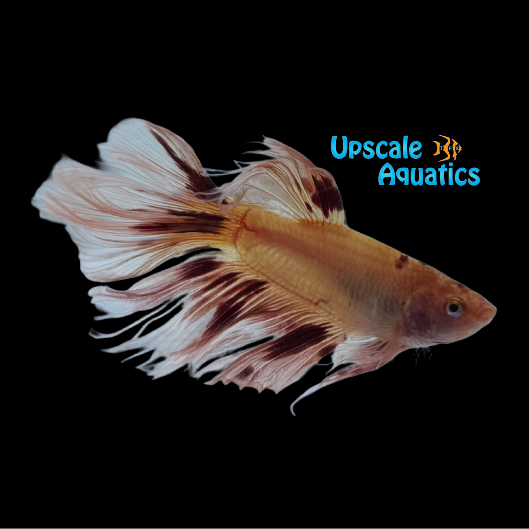 Armageddon Skyhawk Over Halfmoon Betta - Male (Betta splendens)