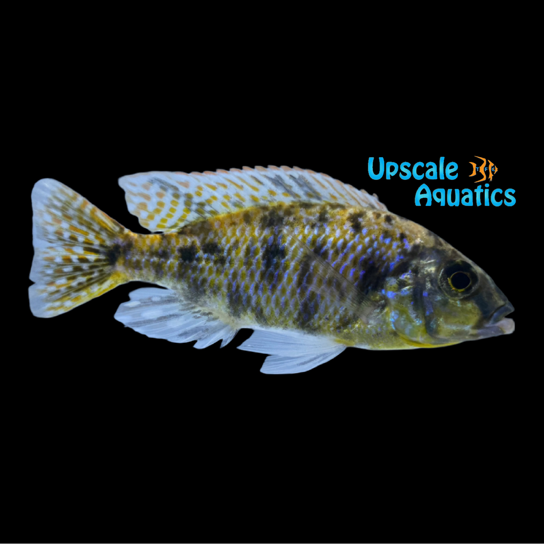 OB Thick Lip Euchilus Cichlid (Cheilochromis euchilus)