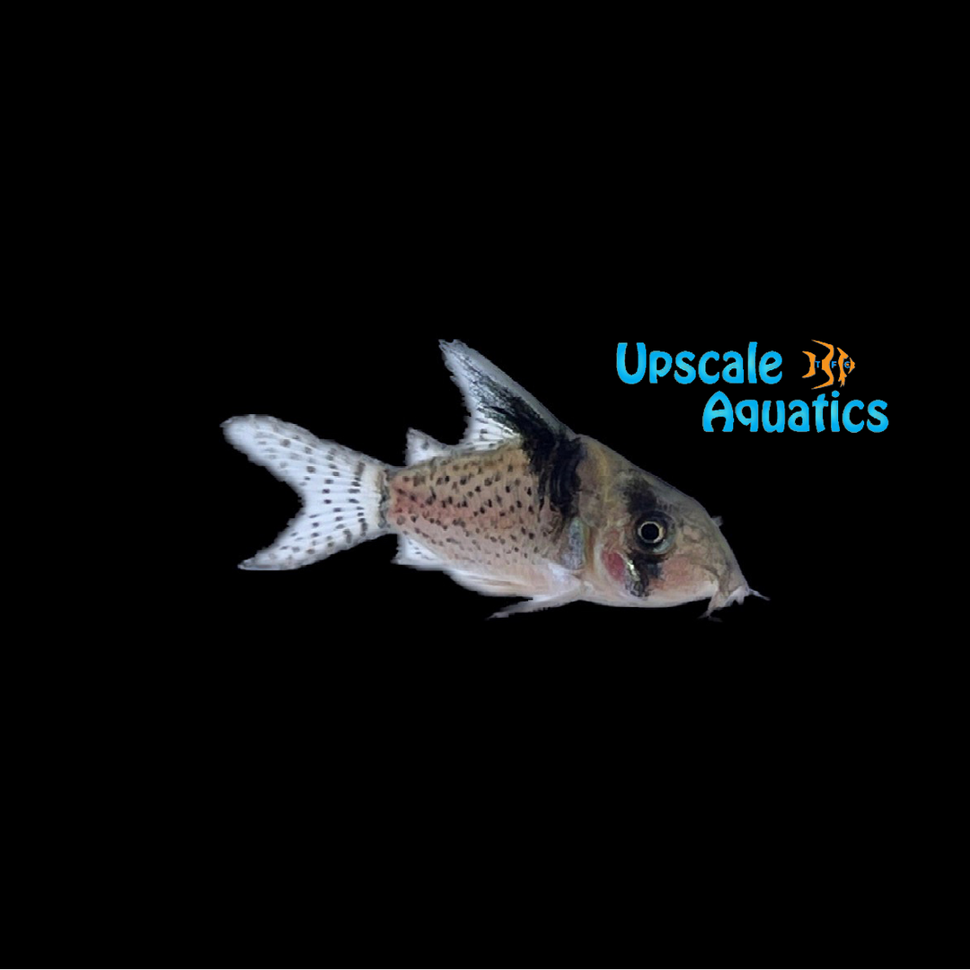 Delphax Cory (Corydoras delphax)