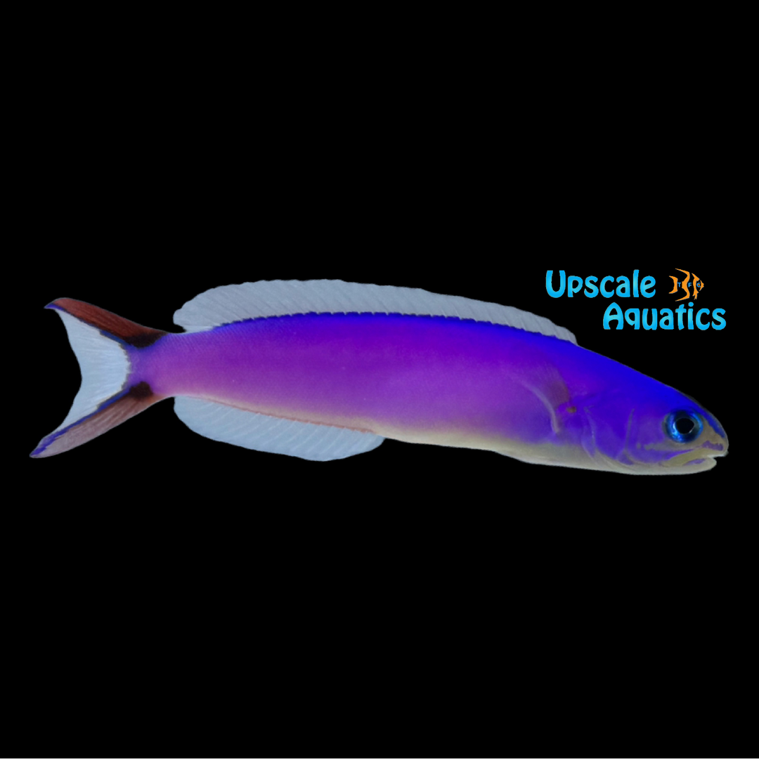 Purple Tilefish (Hoplolatilus purpureus)