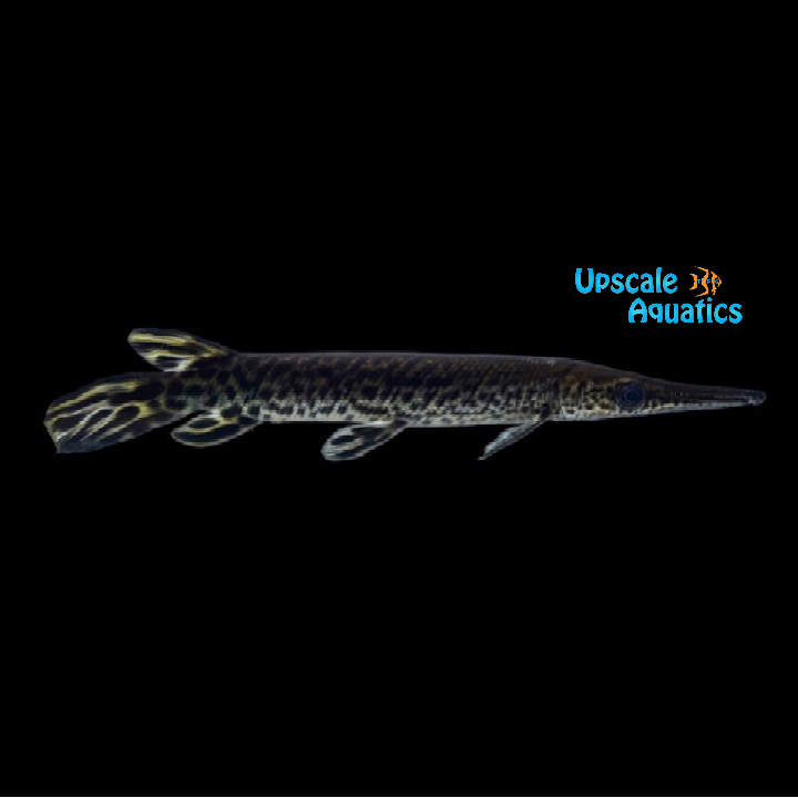 Alligator Gar (Atractosteus spatula)